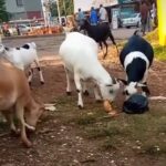 Video: Locals in Kampala left in disbelief as goats fight for bread Video: Locals in Kampala left in disbelief as goats fight for bread