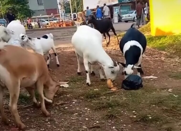 Video: Locals in Kampala left in disbelief as goats fight for bread Video: Locals in Kampala left in disbelief as goats fight for bread