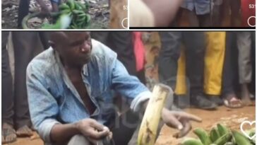 VIDEO: Witchcraft! Snake coils around man’s neck stealing matooke