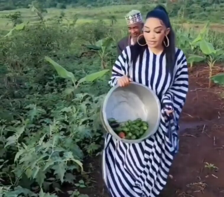 Video: Zari picks egg plants and garden eggs from her garden Video: Zari picks egg plants and garden eggs from her garden